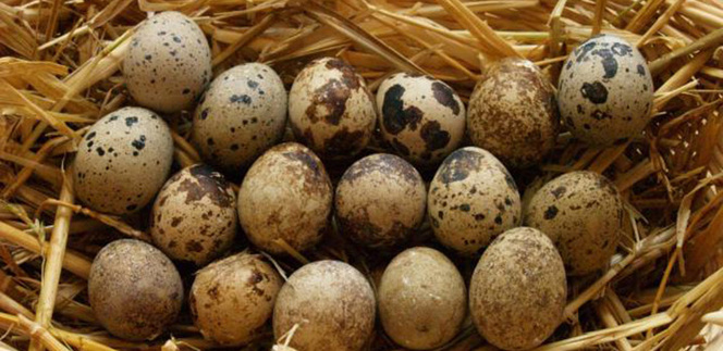 свойства перепелиных яиц