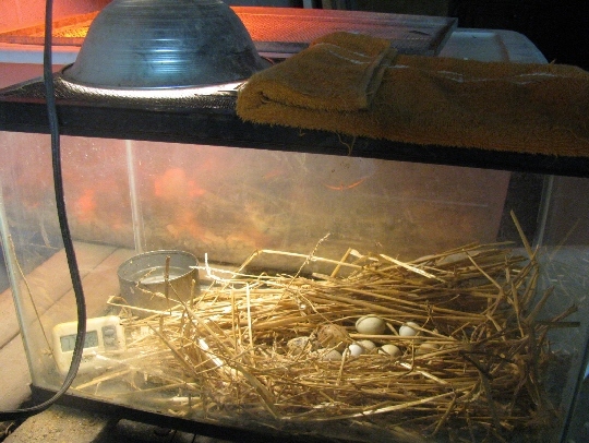 инкубация яиц перепелов